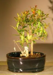 Floración enano granada Bonsai Treeland / Water Pot - Pequeño
