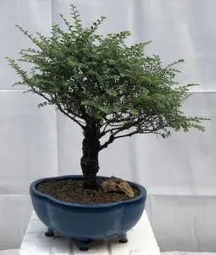 Bonsái de olmo chino Seiju (Ulmus parvifolia 'seiju')