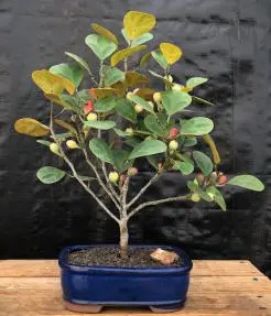 Bonsái de higuera de muérdago (Ficus diversifolia)