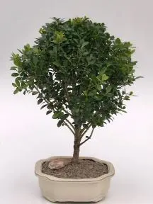 Bonsái de acebo japonés enano (Ilex crenata 'piccolo')