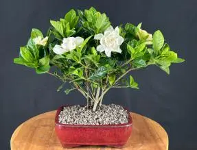 Bonsái de gardenia en flor - Estilo de tronco múltiple
(Gardenia jasminoides)