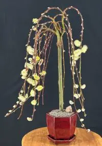 Bonsái de sauce llorón en flor (Salix caprea 'Kilmarnock')