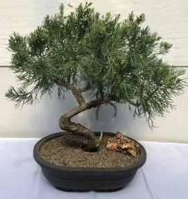 Árbol bonsái de enebro Shimpaku
(enebro chinensis 'shimpaku')