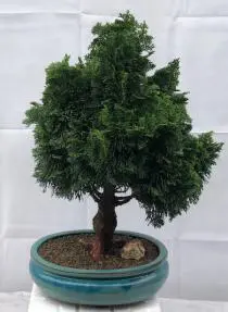 Árbol bonsái de ciprés Hinoki
(chamecyparis obtusa 'Nana Gracilis')