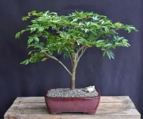 Bonsái enano de flores rojas con forma de pompón (Calliandra schultzei 'Rose Cascade')