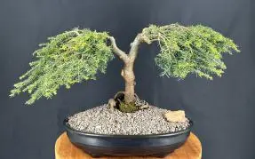 Bonsái de cicuta enana llorona
(Tsuga canadensis 'coles prostmate')
