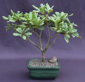 Árbol bonsái japonés de color naranja simulado en flor - Abigarrado
(pittosporum tobira variegata)