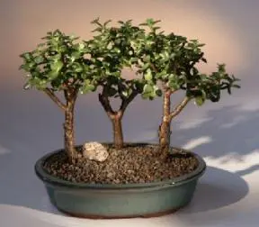 Baby Jade - Grupo de 3 árboles bonsái
(portulacaria afra)