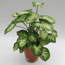 Singonium Verde Plata