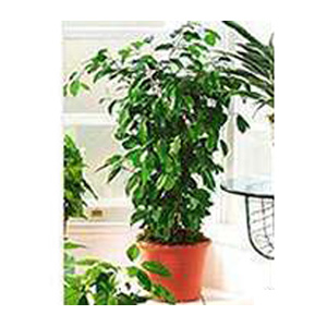 Ficus mediano