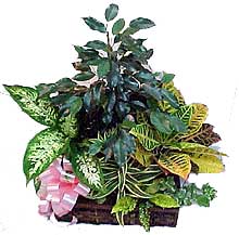 Conjunto de plantas medianas