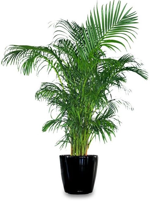 PALMA ARECA