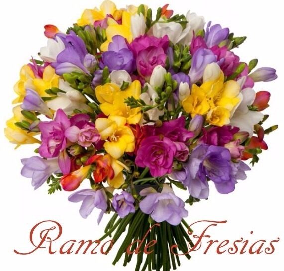 RAMO GIGANTE DE FRESIAS