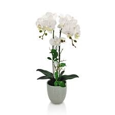 PLANTA ORQUIDEA PALEANOPSIS 3 VARAS