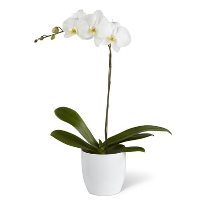Planta de orquídea