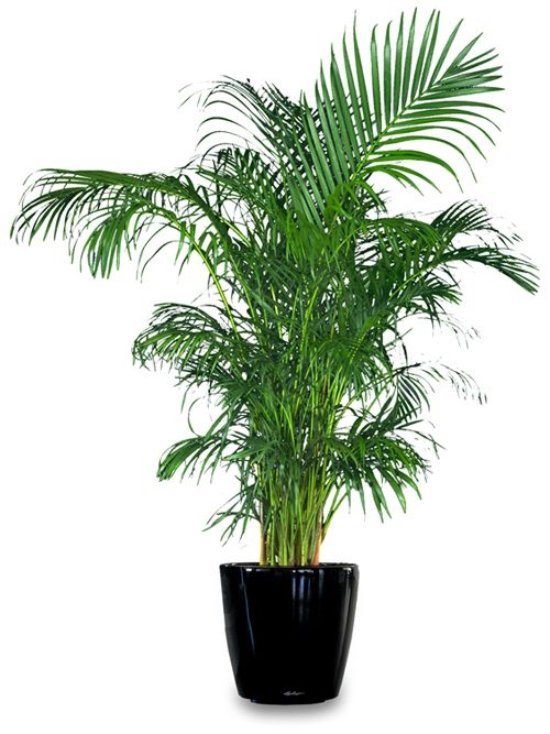 Palmera Areca