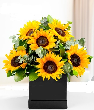 CAJA DE GIRASOL