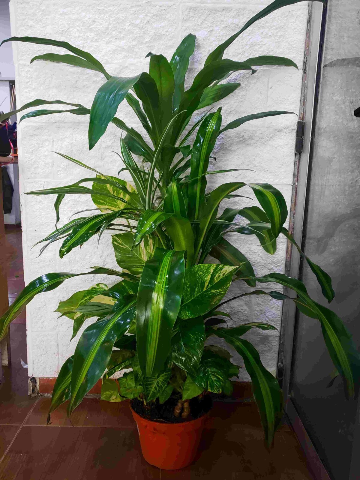 Conjunto de plantas grandes.