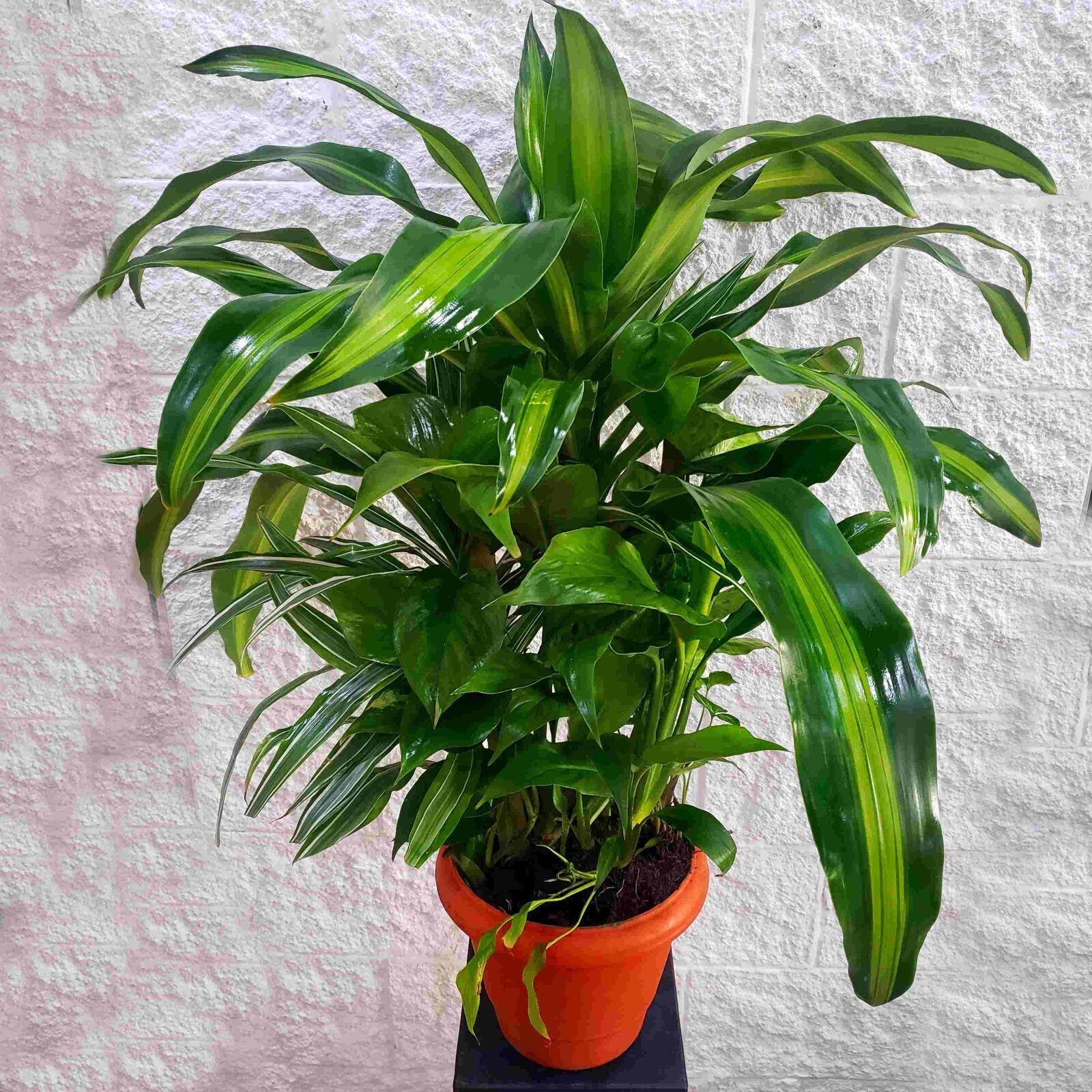 Conjunto de plantas medianas