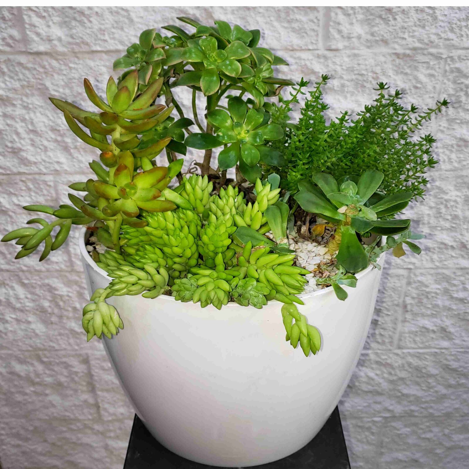 PLANTADOR DE SUCULENTAS