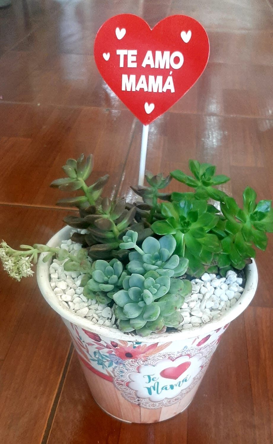 JARDINERO SUCULENTAS NIÑO