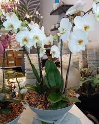 Maceta de orquídeas