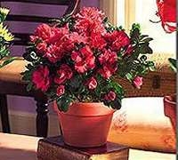 Planta de flor grande