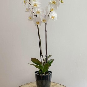 planta de orquídea doble