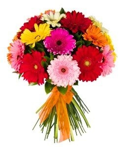 RAMO REDONDO 24 GERBERAS PREMIUM