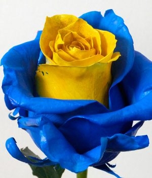 Boca Roses (las hacemos para tu equipo favorito, pidelas)