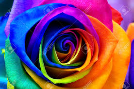 ROSAS ARCO IRIS