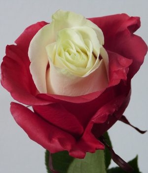 River Roses (las hacemos para tu equipo favorito, pídelas)