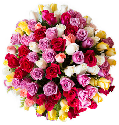 100 rosas de color de tallo largo
