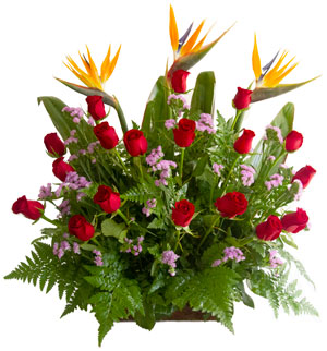Aves del paraiso y rosas