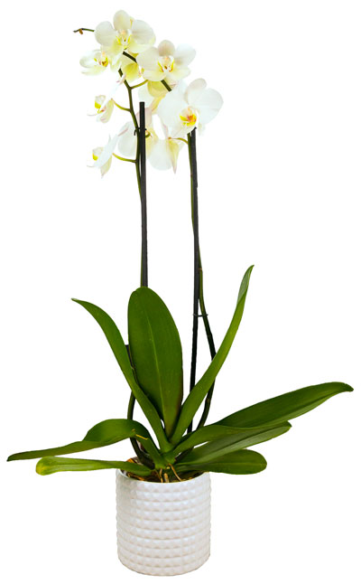 Orquídea en maceta