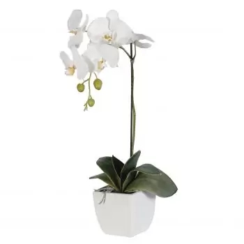 Planta Orquídea Blanca con 1 Tallo (Estándar)