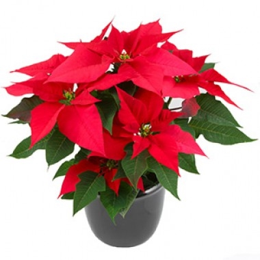 Poinsettia Plant