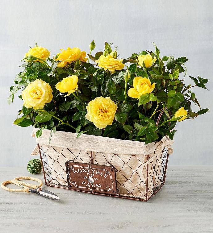 Dúo de mini rosas amarillas Sunny Honeybee