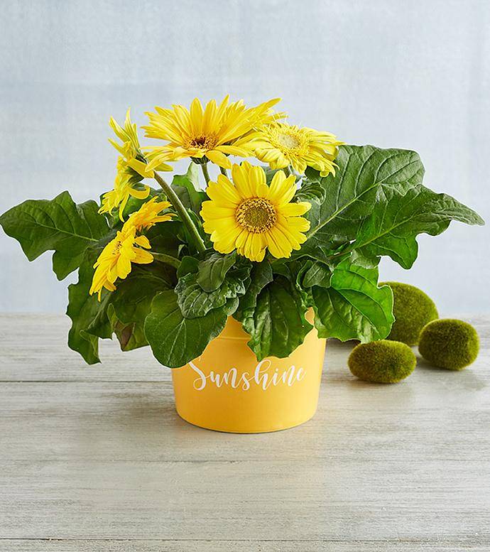 Regalo de planta de margarita gerbera
