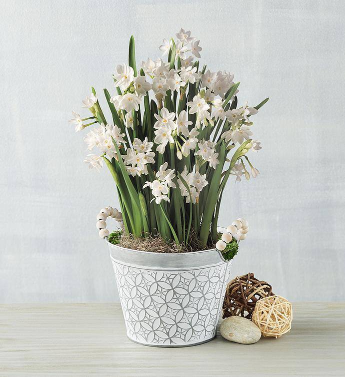 Jardín de bulbos de narcisos en caja de regalo