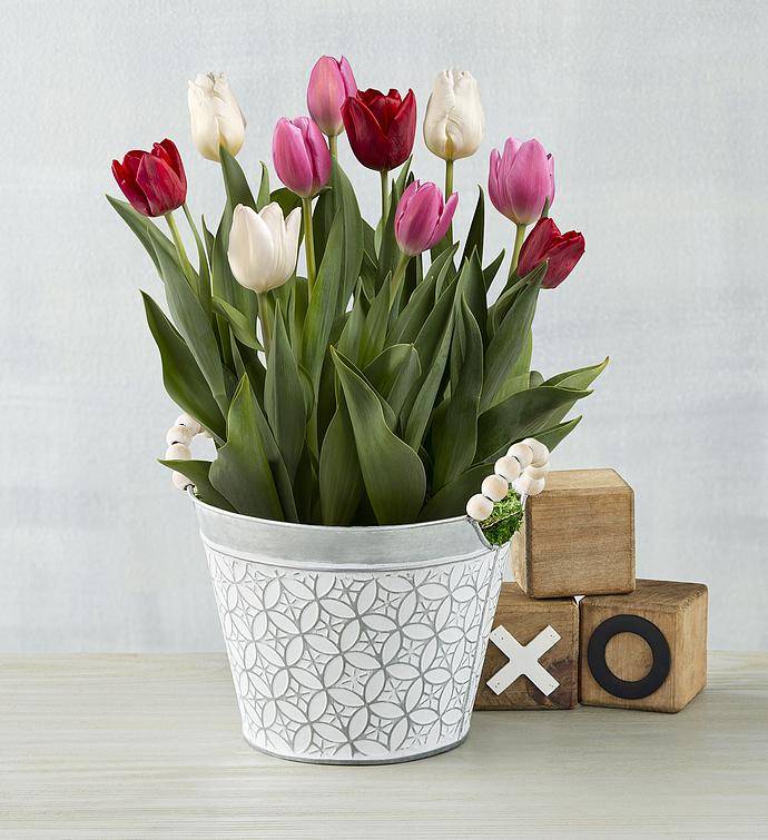 tulipanes
