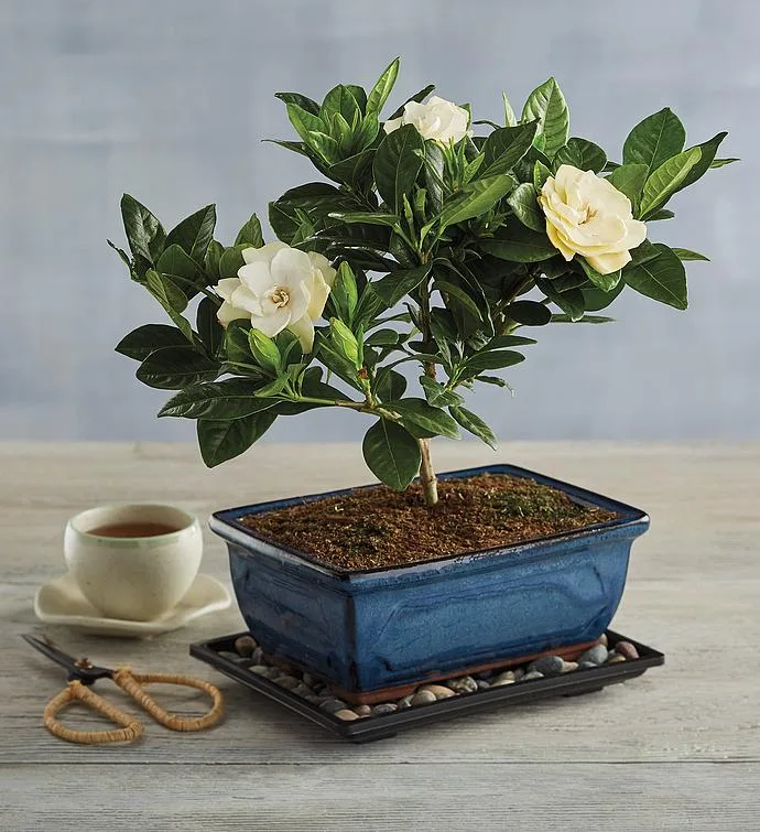 Regalo de árbol bonsái de gardenia