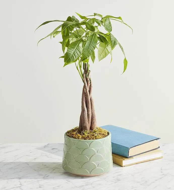 Árbol del dinero