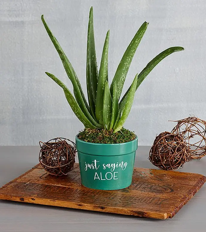 Regalo de planta de aloe "Solo digo"