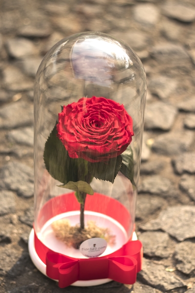 Rosa Preservada XXL en capsula_2