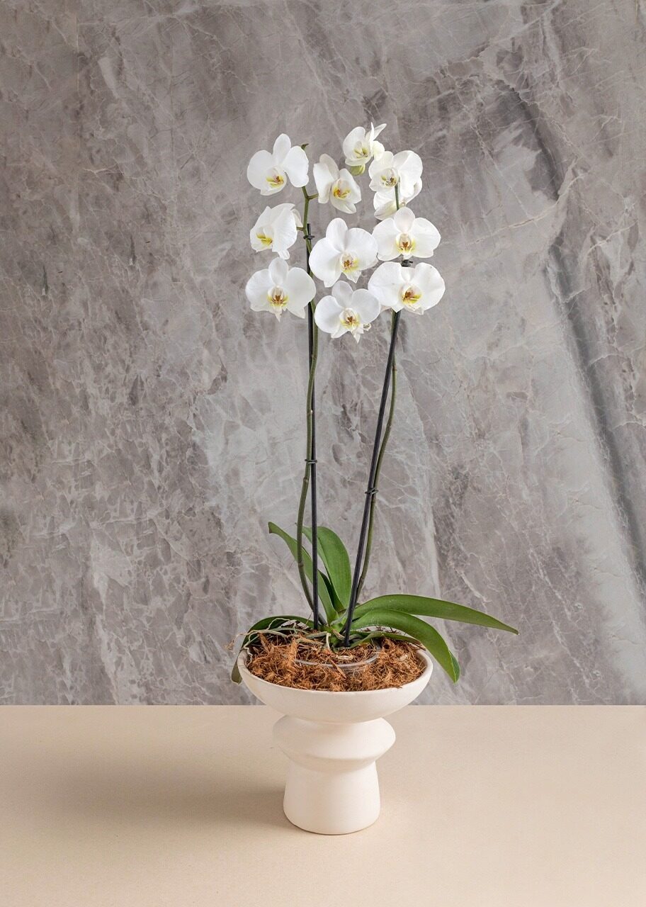 Orquídea blanca doble sobre base de cerámica.