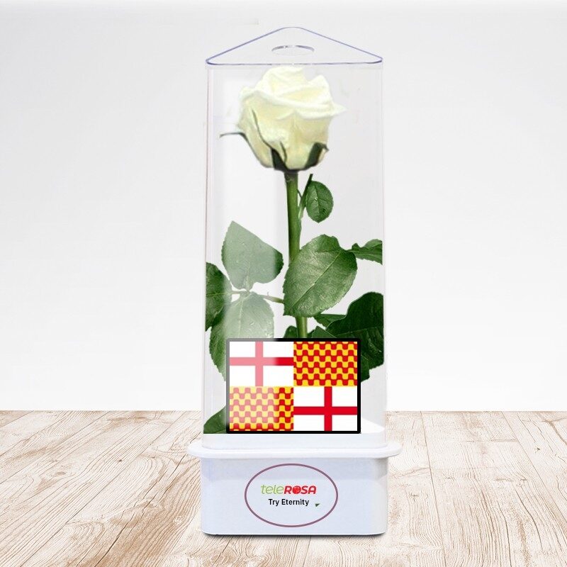 Rosa blanca de Tabarnia