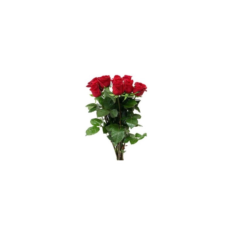 Relleno de 10 rosas para jarrón
