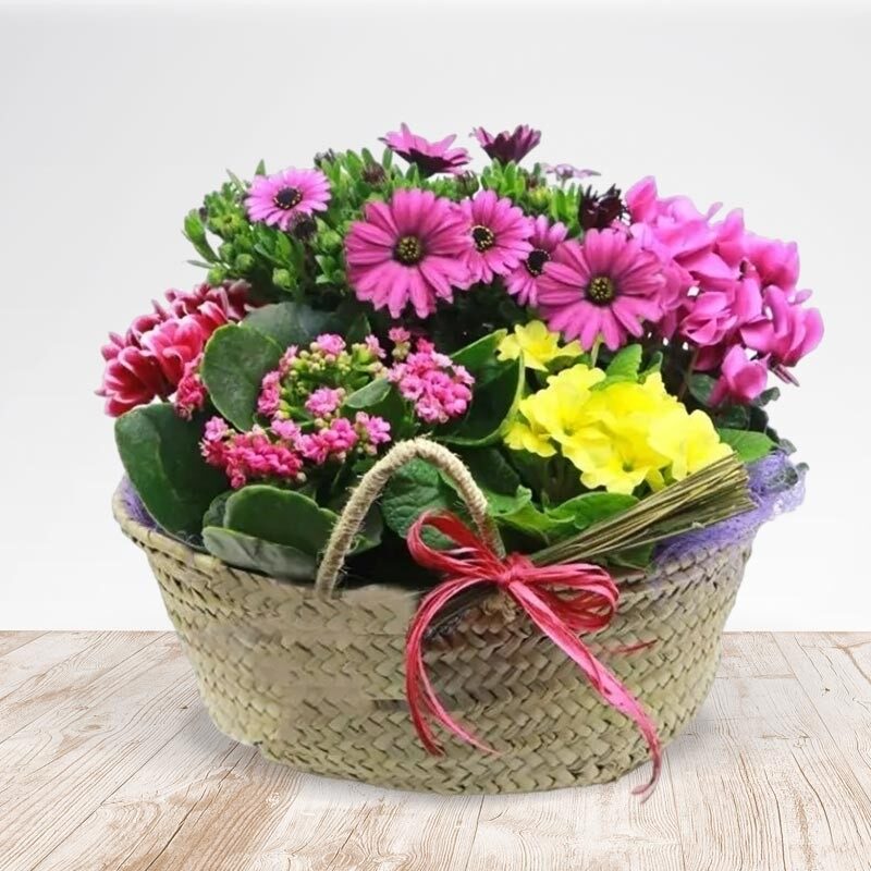 Rainbow Basket (Normal)