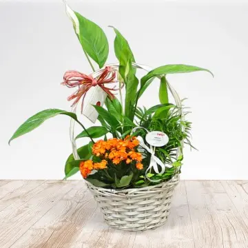 Cesta de plantas verdes